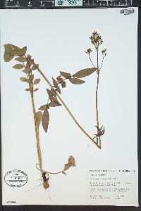 Valeriana occidentalis image