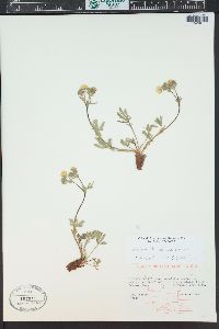 Potentilla diversifolia image