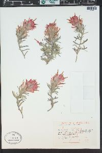 Castilleja scabrida image