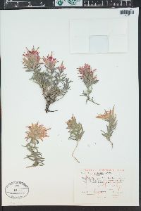 Castilleja scabrida image