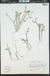 Linum pratense image