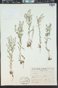 Rochelia disperma image
