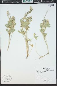 Lupinus caudatus image