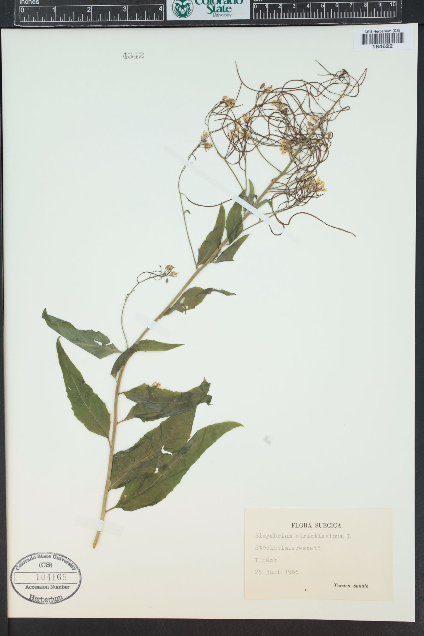 Sisymbrium strictissimum image