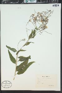 Sisymbrium strictissimum image