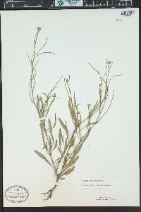 Sisymbrium orientale image