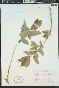 Lonicera involucrata image