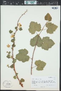 Rubus deliciosus image