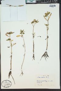 Bidens pilosa image