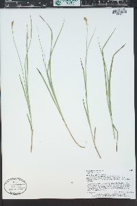 Carex foenea image