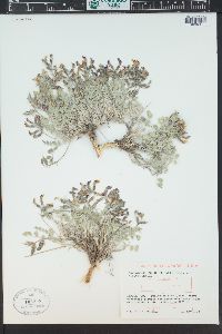 Astragalus missouriensis image