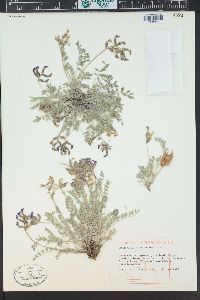 Astragalus missouriensis image