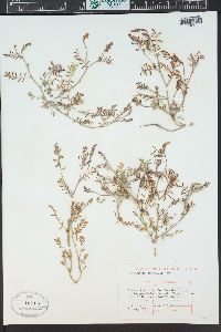 Astragalus gracilis image