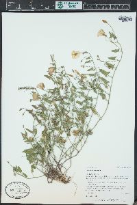 Convolvulus arvensis image