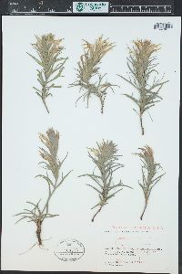 Castilleja sessiliflora image