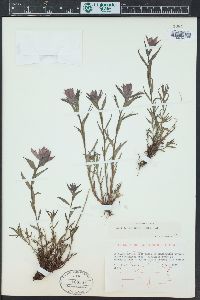 Castilleja rhexiifolia image