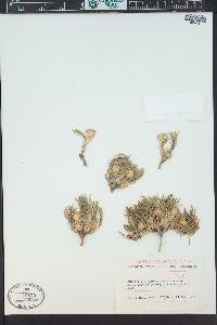 Townsendia leptotes image