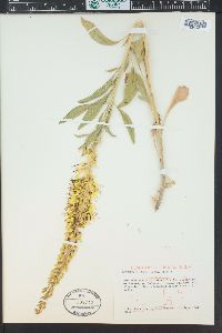 Stanleya pinnata image