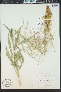 Stanleya bipinnata image