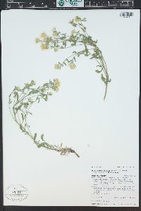 Heterotheca villosa var. minor image