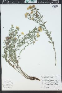 Heterotheca villosa var. minor image