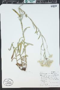 Pseudognaphalium viscosum image