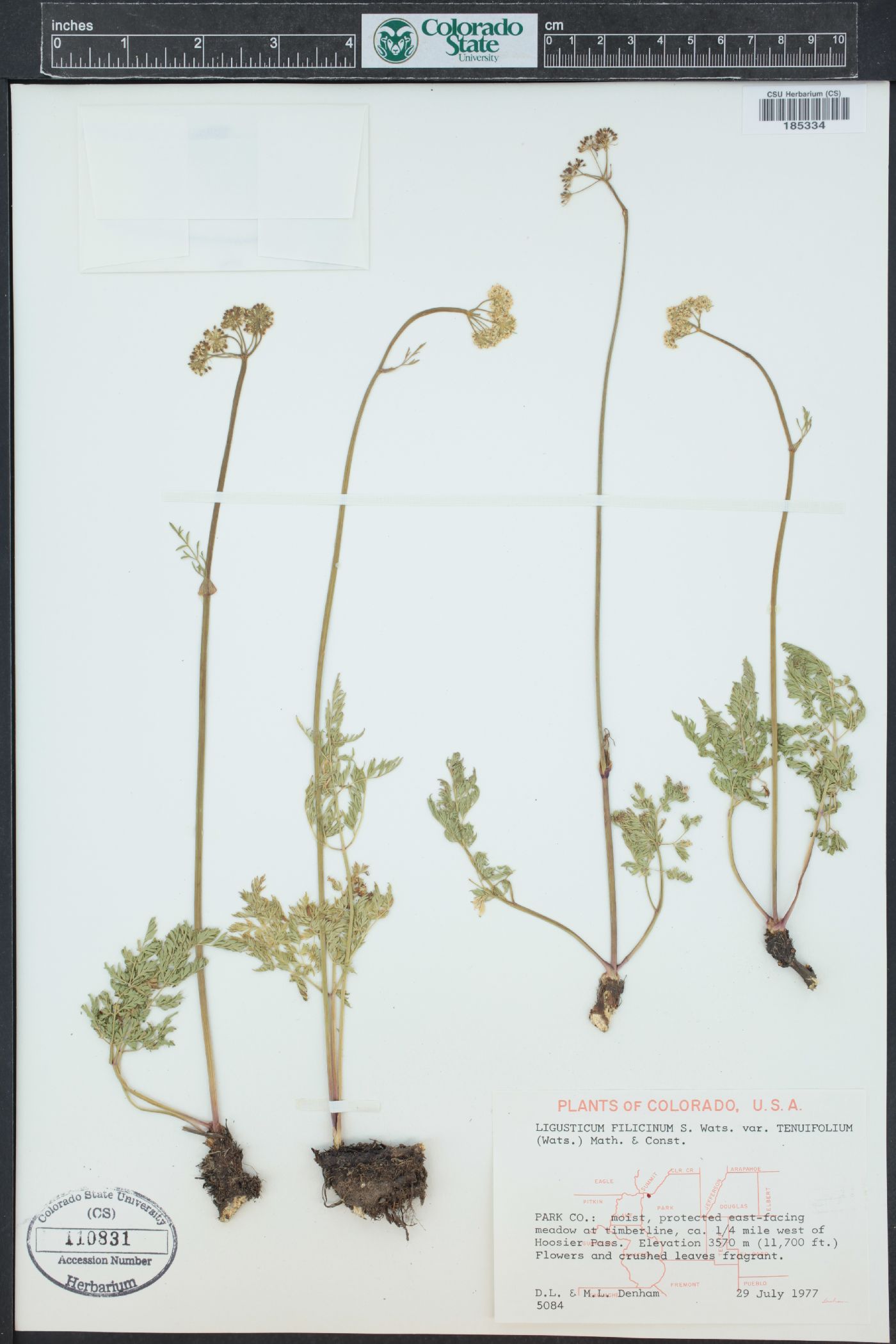 Ligusticum filicinum image