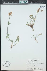 Trifolium longipes image