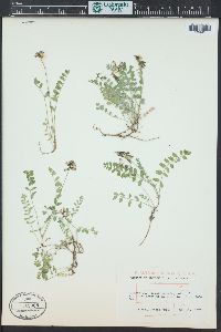 Astragalus alpinus image