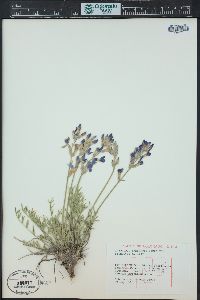 Oxytropis lambertii image