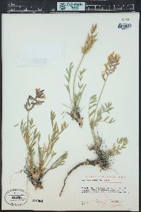 Oxytropis lambertii image