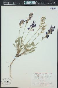 Oxytropis lambertii image