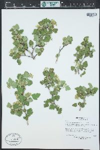 Physocarpus monogynus image