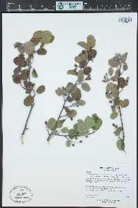 Amelanchier utahensis image