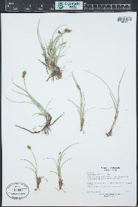 Carex duriuscula image