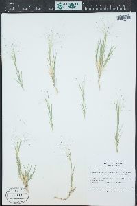 Muhlenbergia asperifolia image