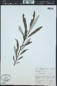 Salix lasiolepis image