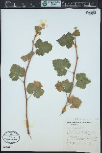 Rubus deliciosus image