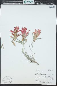 Castilleja integra image