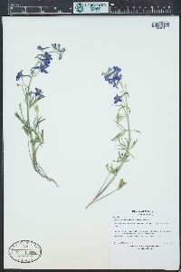 Delphinium nuttallianum image