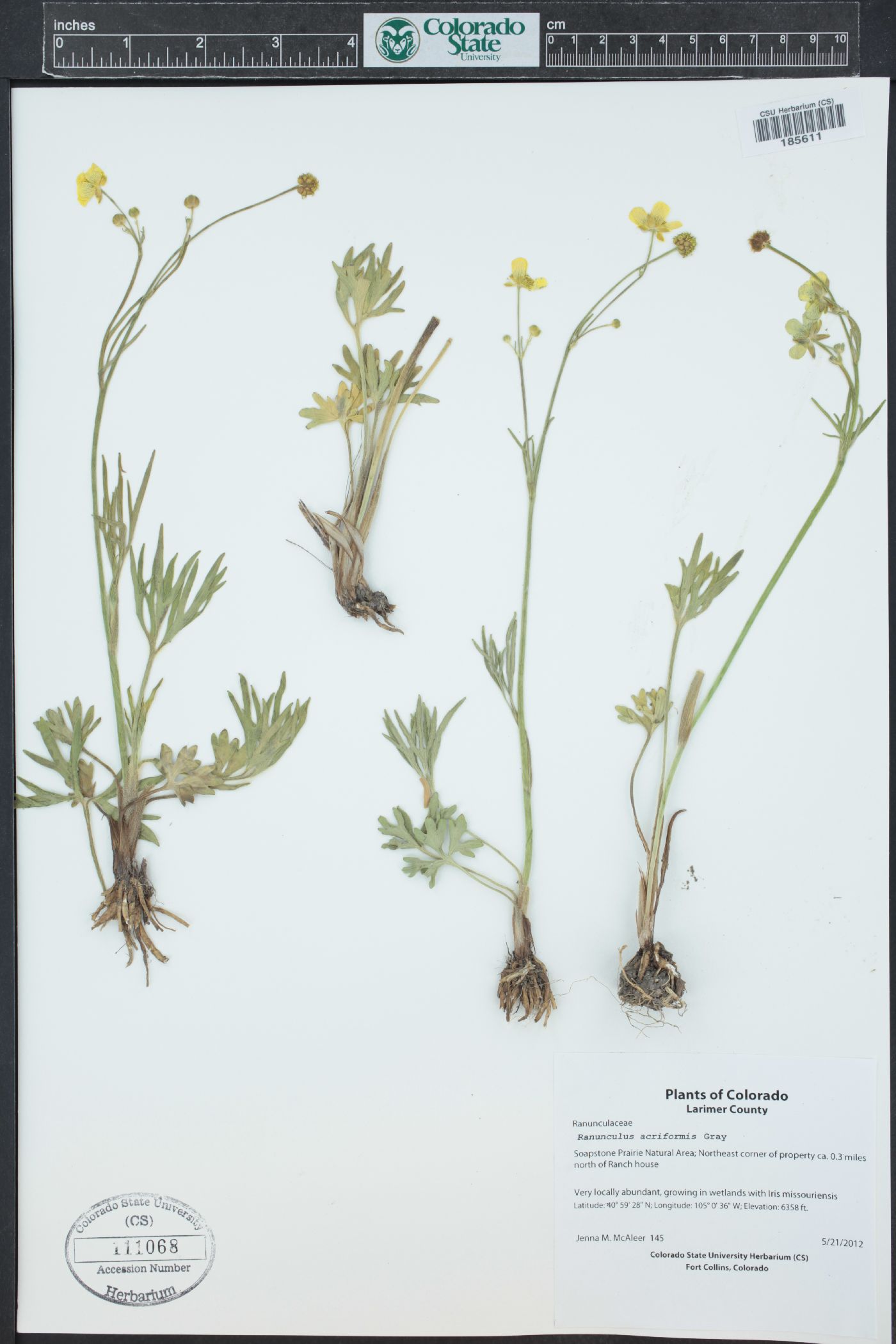 Ranunculus acriformis image