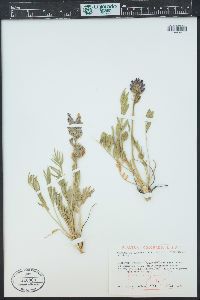 Oxytropis lambertii image