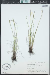 Sisyrinchium campestre image