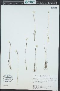 Sisyrinchium longipes image