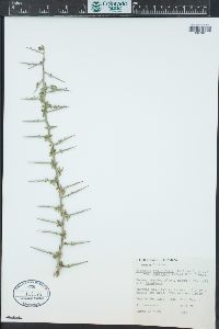 Sarcomphalus obtusifolius image