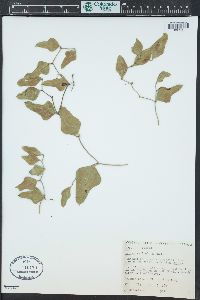 Smilax auriculata image