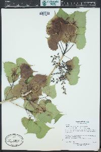 Populus deltoides subsp. monilifera image