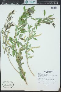 Salix amygdaloides image