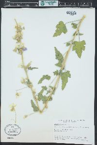 Sphaeralcea emoryi image