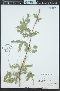 Prosopis velutina image